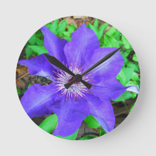 Blomma för purpurfärgad Clematis Rund Klocka