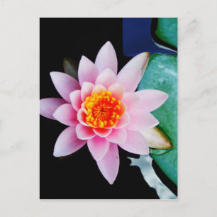 Blomma för shock rosa- & orangelotusblommanäckros vykort