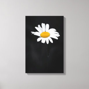 Blomma för singelvit- och gultdaisy på svart canvastryck