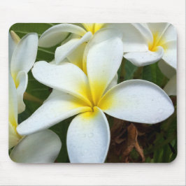 Blomma för vitHawaii Plumeria Musmatta