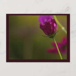 Blomma Foto Vykort