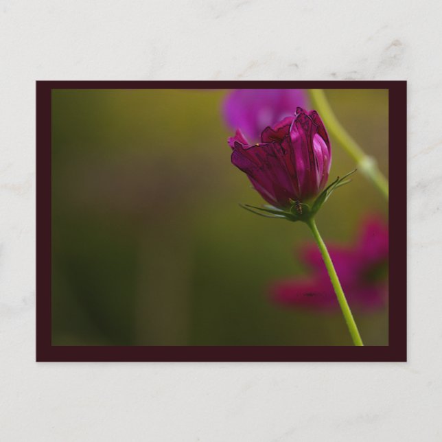 Blomma Foto Vykort (Framsida)