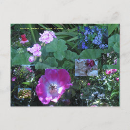 blomma framför alla andra bloggar vykort