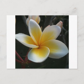 blomma från Thailand Vykort