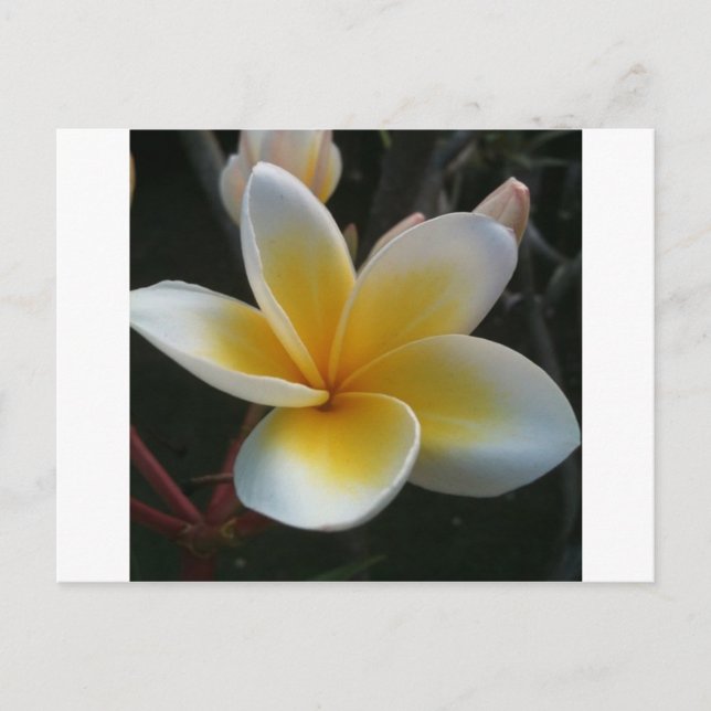 blomma från Thailand Vykort (Framsida)