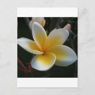 blomma från Thailand Vykort