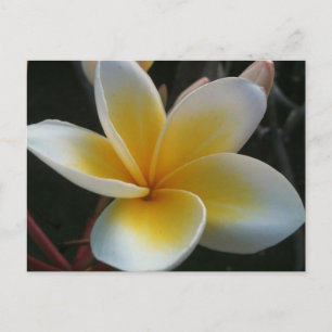 blomma från Thailand Vykort