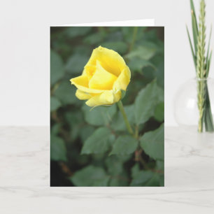 Blomma gul ros kort