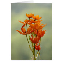 blomma