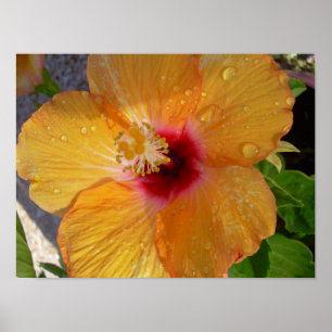 Blomma hibiskusaffisch poster