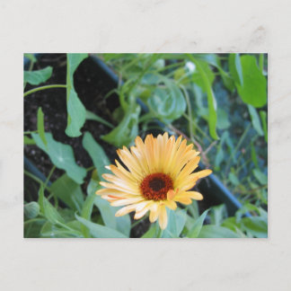 Blomma i blad två vykort