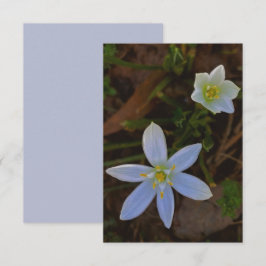 blomma i vitt  OSA kort