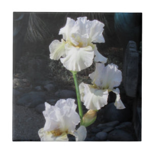 Blomma Iris för vit Kakelplatta