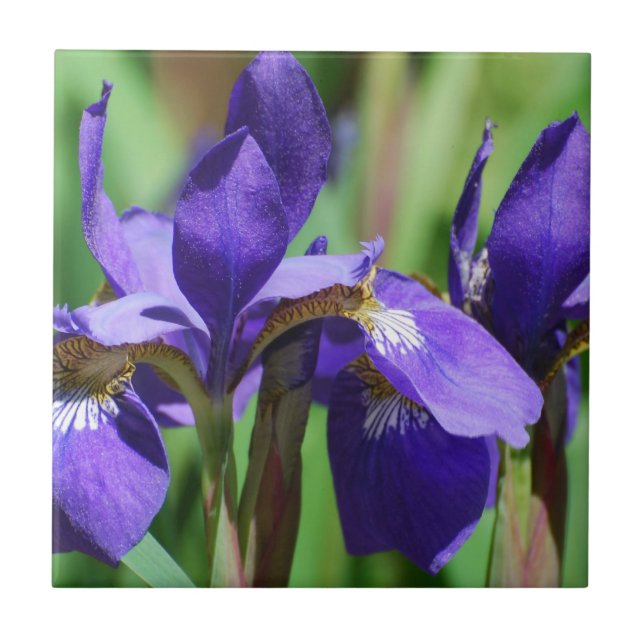 Blomma Iris Kakelplatta (Framsidan)