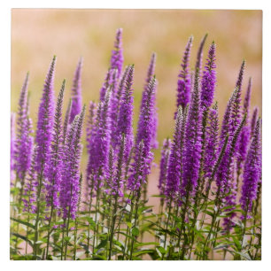 Blomma - jag drömmer om lavendel kakelplatta