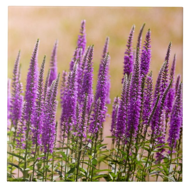 Blomma - jag drömmer om lavendel kakelplatta (Framsidan)