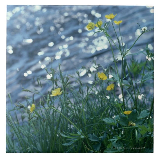 Blomma Kakelplatta (Framsidan)