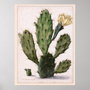 blomma kaktus🌵 poster