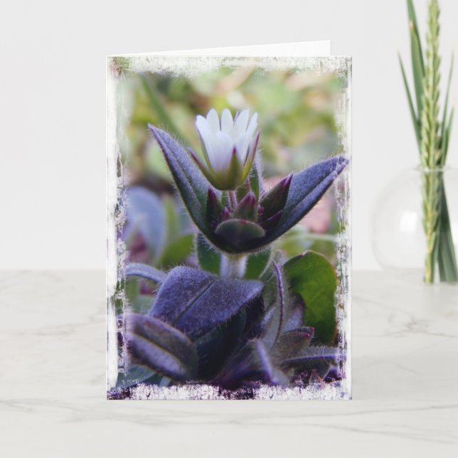 Blomma Kort (Framsida)