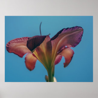Blomma mot en blå himmel Fotograferingsaffisch Poster