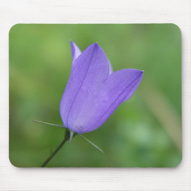 Blomma Musmatta (Framsidan)