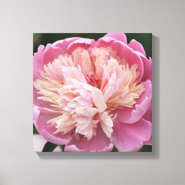 Blomma närbild - I blom - Rosa Canvastryck (Framsida)