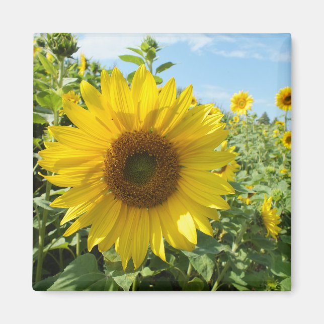 blomma, natur, solros, sommar, blomma, växt, magnet (Framsidan)