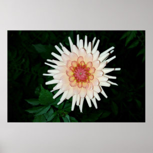 blomma på en coola kväll poster