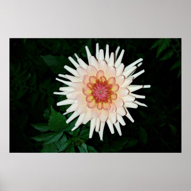 blomma på en coola kväll poster (Framsidan)