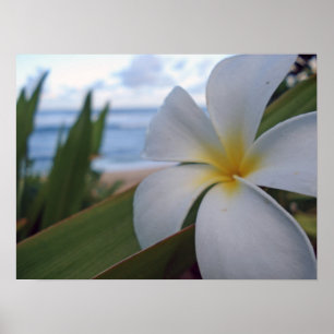 Blomma på stranden poster