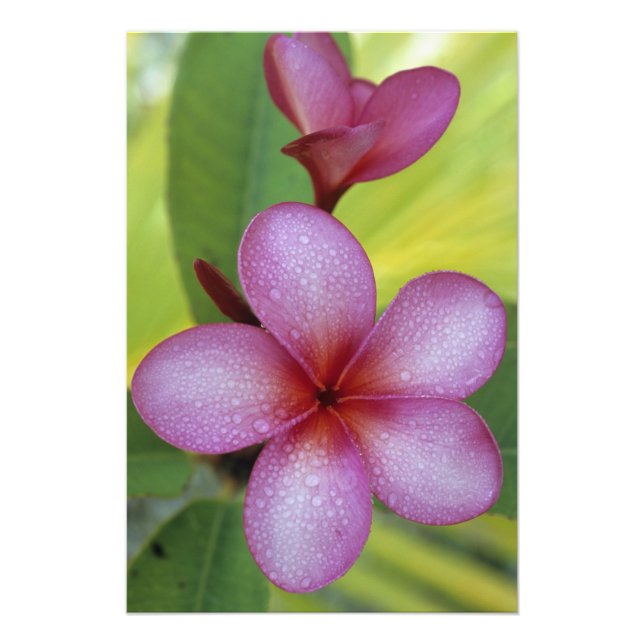 Blomma, Plumeria sp.), Söderhavet, Niue Fototryck (Framsidan)