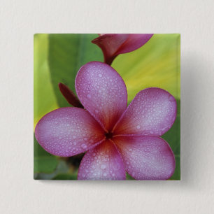 Blomma, Plumeria sp.), Söderhavet, Niue Knapp