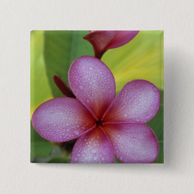 Blomma, Plumeria sp.), Söderhavet, Niue Knapp (Framsida)
