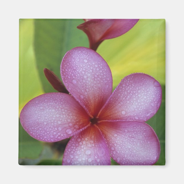 Blomma, Plumeria sp.), Söderhavet, Niue Magnet (Framsidan)