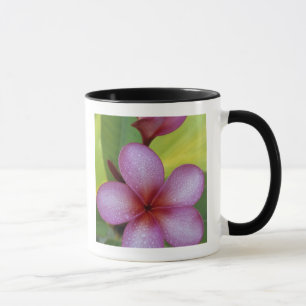 Blomma, Plumeria sp.), Söderhavet, Niue Mugg