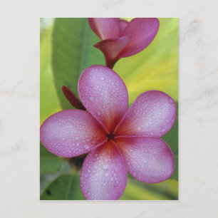 Blomma, Plumeria sp.), Söderhavet, Niue Vykort