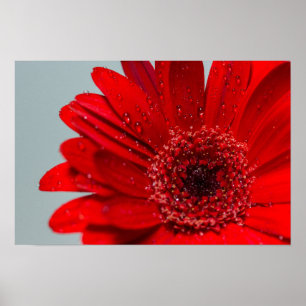 blomma poster