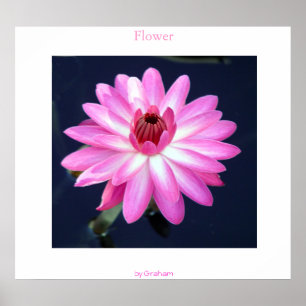 Blomma Poster