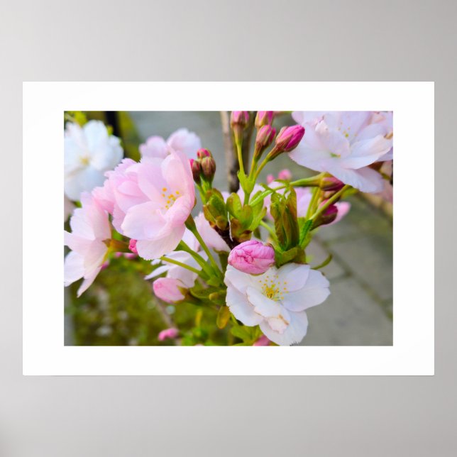 Blomma  poster (Framsidan)