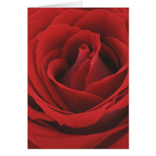 Blomma röd ros hälsningskort