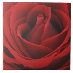 Blomma röd ros kakelplatta