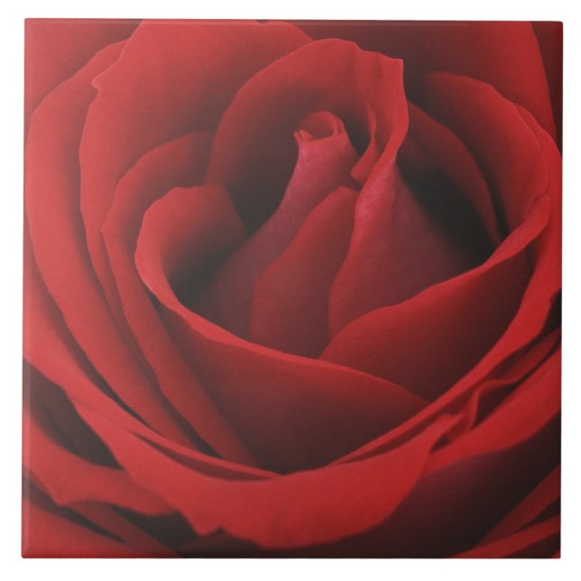 Blomma röd ros kakelplatta (Framsidan)