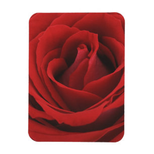Blomma röd ros magnet