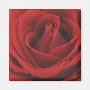 Blomma röd ros magnet