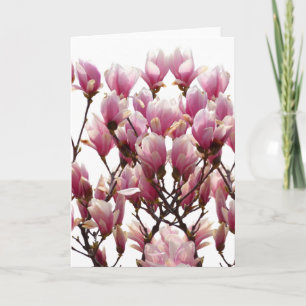 Blomma rosa Magnoliasvårblomma Kort