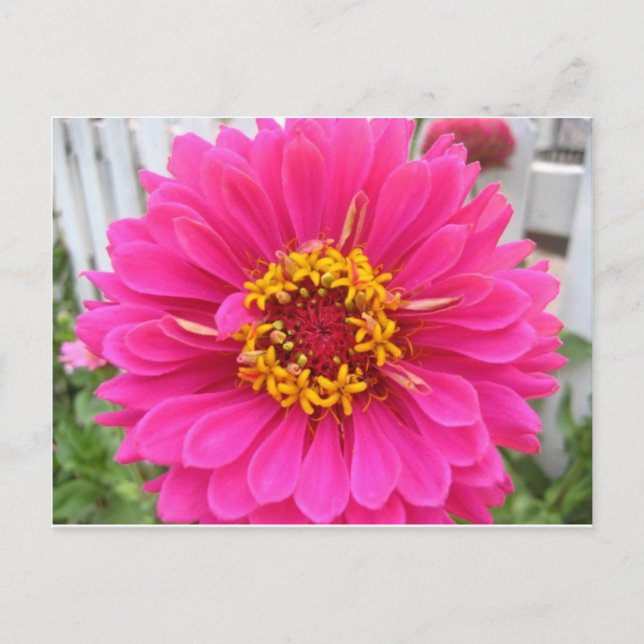 blomma,rosa state fair zinnia vykort (Framsida)