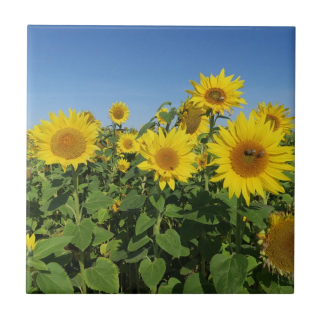 blomma, sol, växt, natur, sommar, blom- kakelplatta (Framsidan)