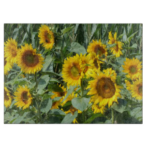 blomma, sol, växt, natur, sommar, blommigt,