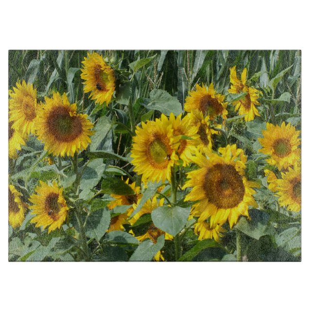 blomma, sol, växt, natur, sommar, blommigt, (Framsidan)