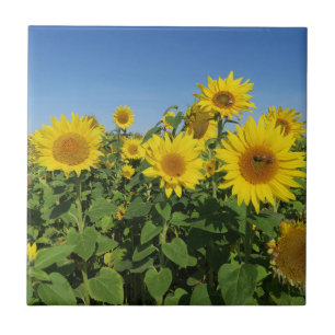 blomma, sol, växt, natur, sommar, blommigt, kakelplatta